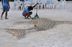 Click to enlarge

WeDive - Maldive-2017