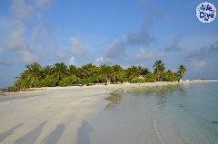 Click to enlarge

WeDive - Maldive-2019