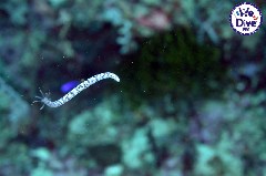 Click to enlarge

WeDive - RajaAmpat-2020