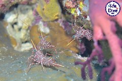 Click to enlarge

WeDive - RajaAmpat-2020