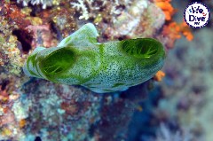 Click to enlarge

WeDive - RajaAmpat-2020