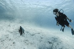 Click to enlarge

WeDive - Scuba-Girls